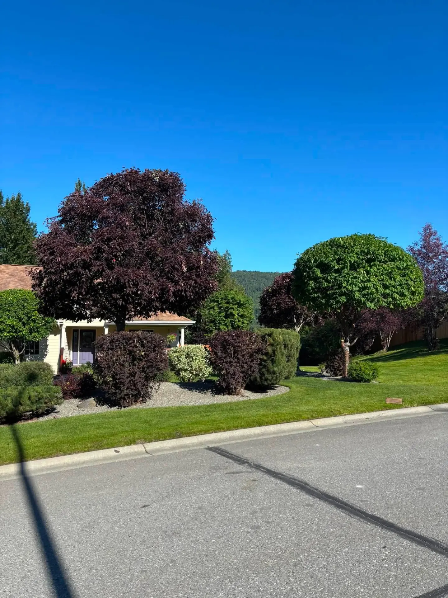 Manicured front yard with shaped purple-leaf and green ornamental trees